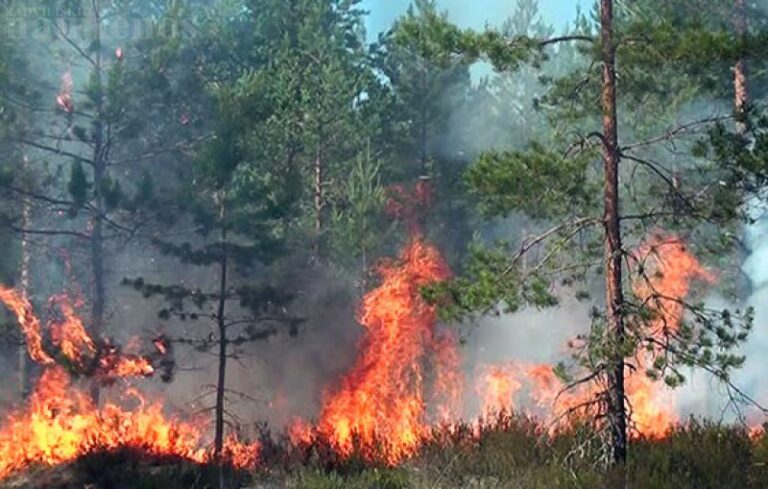 Gaisrų tikimybė miškuose – vis dar labai didelė