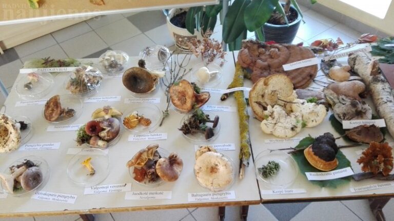 Lizdeikos gimnazijoje – grybų paroda