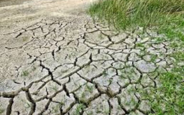 Nuo sausros nukentėję žemdirbiai sulauks lengvatų