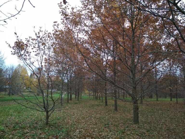 Eibariškių parke užvirė darbai