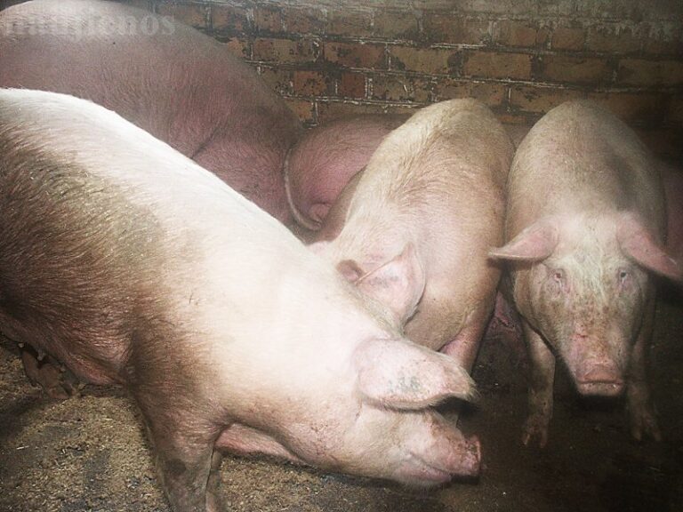 Verta investuoti į biologinę saugą
