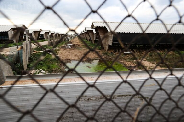 Dėl sergančių audinių Radviliškio rajone paskelbta ekstremalioji situacija