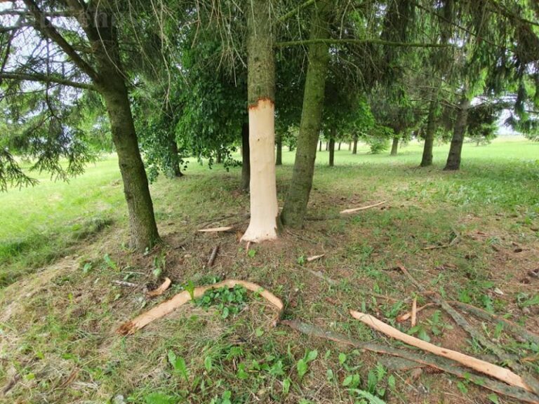 Pavartyčius nusiaubė aplinkos niokotojai