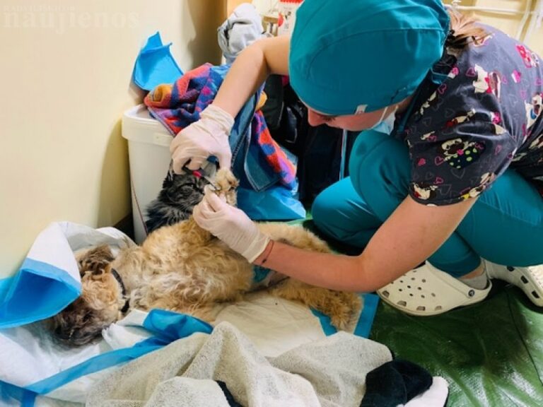 Radviliškyje sterilizuota 100 valkataujančių kačių ir šunų