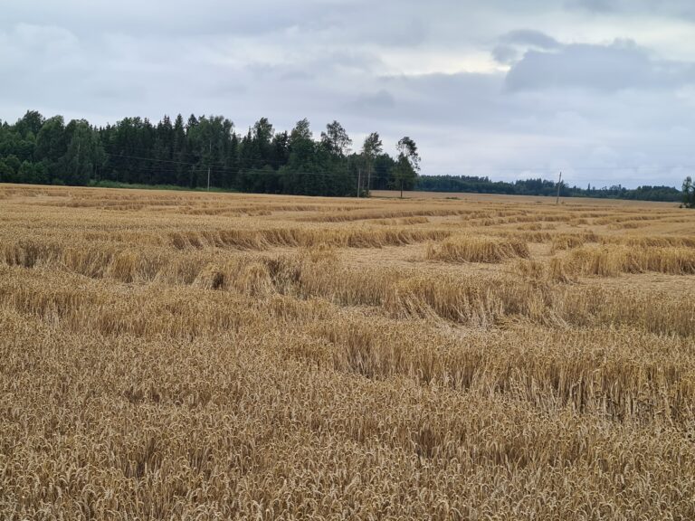 Ūkininkai ir vėl galės teikti paraiškas pasėlių draudimo įmokos kompensacijai gauti