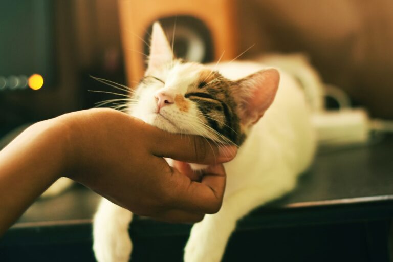 Kaip išsirinkti tinkamą specialistą veterinarijos klinikoje?