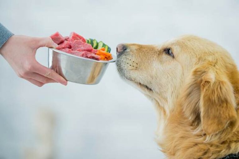 Dokrinesos ekspertai pataria: šie ingredientai jūsų šuniui padeda – o šie žaloja