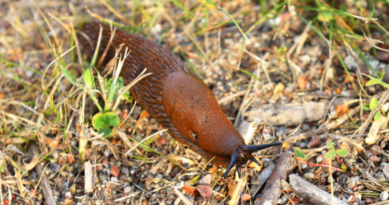 Radviliškio rajonas imasi kovos su invazinėmis rūšimis